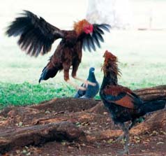 State Resolution Touts Cockfighting As Cultural Activity - The Garden ...