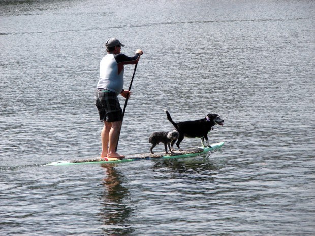 Dog paddle - The Garden Island