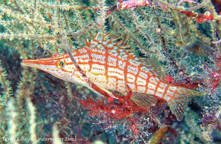 Long Nose Hawkfish For Sale