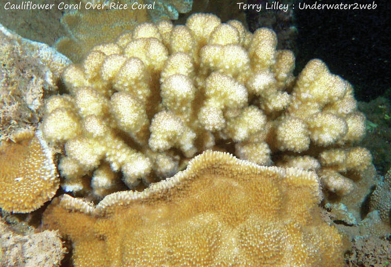 CRITTER: Meet the ocean's natural seawall 'ako 'ako 'a the cauliflower coral  - The Garden Island