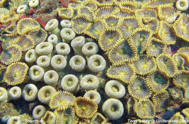 CRITTER: Meet the ocean's natural seawall 'ako 'ako 'a the cauliflower coral  - The Garden Island