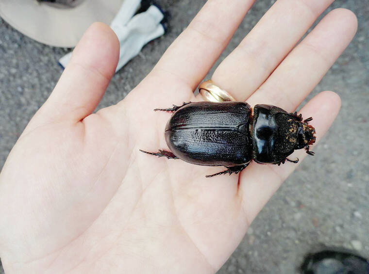 Invasive coconut rhinocerous beetle discovered on Kaua‘i - The Garden