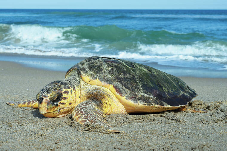 Sea Turtle Nests Break Records On U.S. Beaches, But Global Warming ...