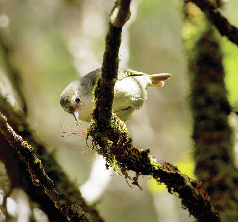 Kauai-based forest bird film premieres today on PBS